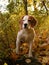 Beagle standing in autumn forest