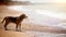 A beagle standing on the beach watchong waves come and go