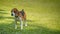 Beagle standing on grass