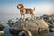 beagle standing on a rock, sniffing the air for scent