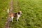 The beagle stands in the grass. Breed dog portrait. Happy Dog on the walk in the park