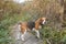 The beagle stands in the grass, Breed dog on the walk in the park