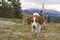 Beagle on the summit of Farrenpoints
