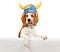 Beagle in swedish hat on white background