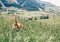 Beagle tail sticking from big green grass on mountain meadow