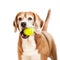 Beagle with tennis ball portrait isolated on white