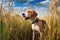 beagle tracking scent in a field of tall grass