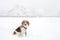 Beagle tree color dog in snow winter on foggy weather.