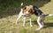 Beagle versus Jack russel