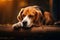 Beagle veteran rests with head on paws, a serene scene