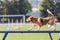 Beagle walking on dog walk in agility competition