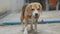 Beagle walking then lying follow its owner order