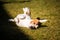 Beagle wallow and roll on grass. Dog has relaxation time lying down on green grass in sun