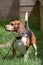Beagle Watch Dog