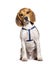 Beagle wearing an harness