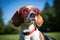 a beagle wearing sports sunglasses with a frisbee at a park