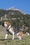 Beagle and Wendelstein