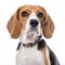 Beagle on white background