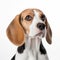 Beagle on white background