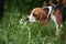 Beagle in the woods sniffing grass