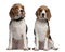 Beagles, 1 and 3 years old, sitting