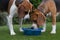 Beagles drinking from a blue bowl