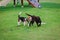 Beagles and Labrador dogs walk in an outdoor park..Cute Beagles and Labrador puppies playing on green grass