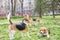 Beagles in park