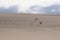 Beagles running along on sand dunes