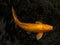 A beaitufl golden koi swimming in dark water