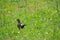 Beak bird with yellow eyes and black feathers, la coruÃ±a, spain, europe