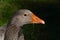 Beak of a canada goose