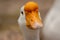 beak of goose close up shot, yellow orange color