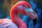 Beak pink exotic wildlife profile eye animal feathers caribbean bill nature zoo birds flamingo wild