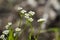 Beaked Cornsalad Wildflowers - Valerianella radiata