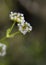 Beaked Cornsalad Wildflowers - Valerianella radiata