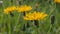 Beaked hawksbeard