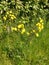Beaked Hawksbeard - Crepis vesicaria, Norfolk, England, UK