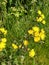 Beaked Hawksbeard - Crepis vesicaria, Norfolk, England, UK