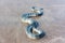 Beaked sea snake Enhydrina schistosa on the sand