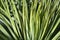 Beaked yucca