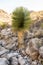 Beaked Yucca Grows Tall Through Rocky Field