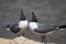 Beaks raised in Laughing Gull courtship behavior