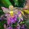 Beallara Orchid