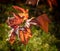 The beam of the sun illuminates the branch of the vesicle with leaves of autumn coloring