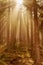 Beams of light in the fir forest with mystical mood