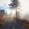 Beams of light through the pine tree