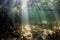 Beams of Sunlight in Mangrove Forest Underwater