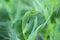 Bean aphid or black bean aphids, Aphis fabae. A colony of wingless individuals and a winged female on a pea leaf