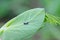 Bean aphid or black bean aphids, Aphis fabae. A colony of wingless individuals and a winged female on a pea leaf